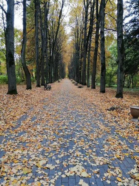 Красивая Липовая Аллея Ботаническом Саду Осенью — стоковое фото