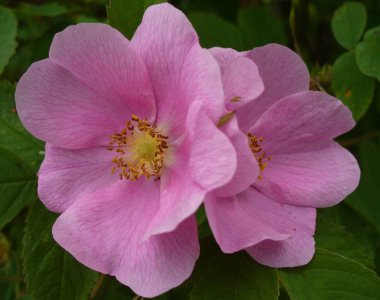 Çiçekler. Yeşil arka planda büyük pembe çiçek.