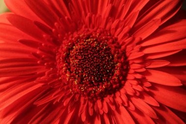 Gerbera. Gerbera çiçeği. Kızıl gerbera. Lardge Red Gerbera. Makro. 