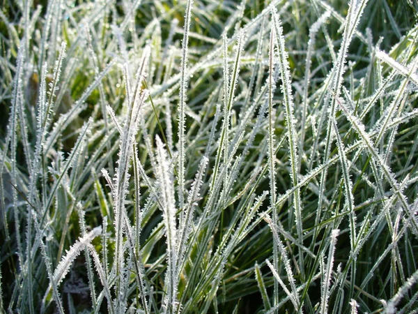 Grass. Frost on the grass. Frozen grass. Green and white.