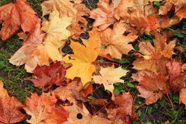 Yapraklar. Sonbahar. Düşen yapraklar. Çimlerin üzerinde ıslak sonbahar yaprakları.