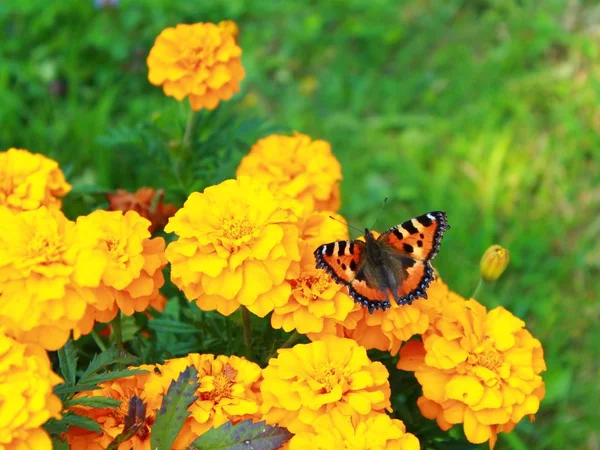 Marigold flowers. Butterfly on flowers. Butterfly on yellow marigold flowers. Green background.
