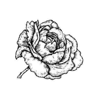 Rose beyaz bir arka planda izole edildi. El çizimi çizimi. Siyah mürekkep çizimi. Düğün kartpostalı ya da dövme için vektör çizimi.