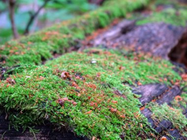 Ormanda yosunla kaplı yaşlı bir ağaç.