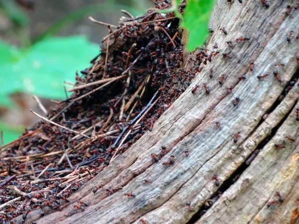 Mrówki Budują Mrowisko Starym Drzewie — Zdjęcie stockowe
