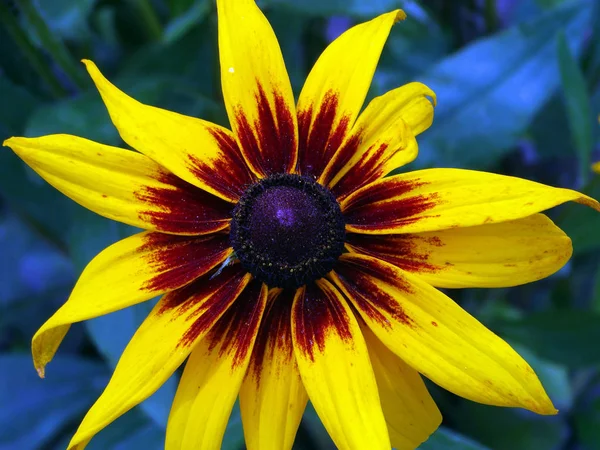 Yellow-black flower close-up.