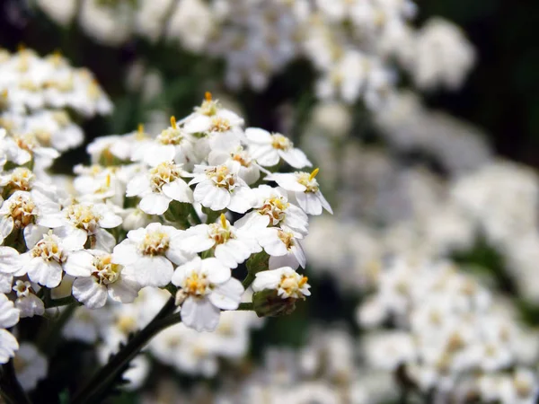 Λευκά Μικρά Λουλούδια Κοντά — Φωτογραφία Αρχείου
