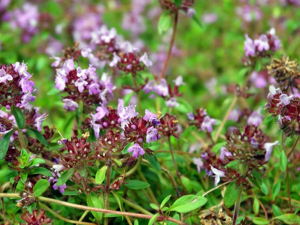 Vackra Lila Vilda Blommor — Stockfoto