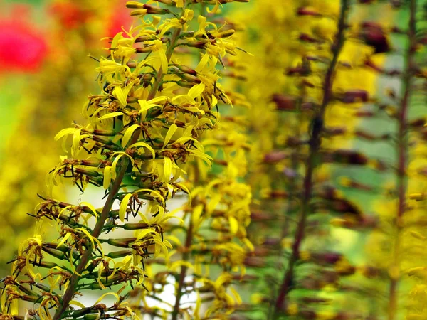 Flor Amarilla Con Muchas Inflorescencias —  Fotos de Stock