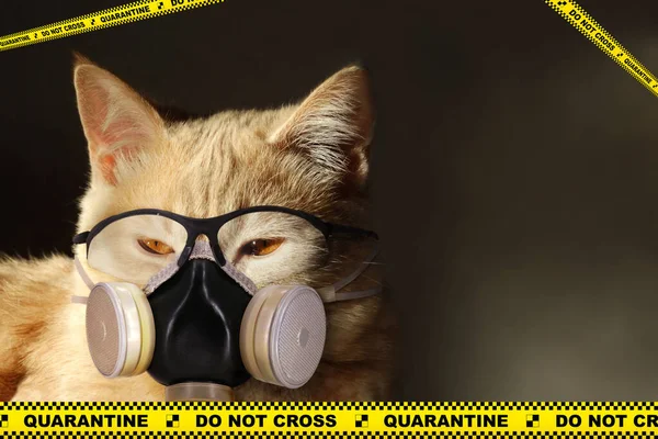 고양이는 호흡기와 안경을 바이러스에 감염되지 않도록 보호받는다 Covid 바이러스 대참사를 — 스톡 사진