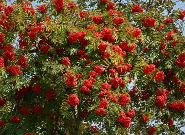 Sonbahar bahçesinde kırmızı böğürtlenli rowan üzümleri