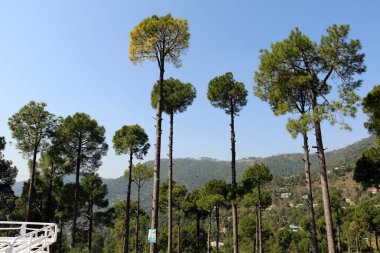 Bereketli Yeşil Çam Ağaçları Ormanı ve güzel Patriata manzarası, Yeni Murree, Punjab, Pakistan