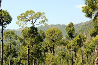Bereketli Yeşil Çam Ağaçları Ormanı ve güzel Patriata manzarası, Yeni Murree, Punjab, Pakistan