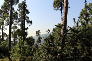 Bereketli Yeşil Çam Ağaçları Ormanı ve güzel Patriata manzarası, Yeni Murree, Punjab, Pakistan