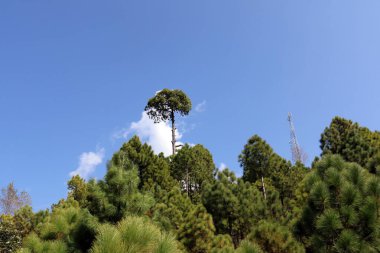 Bereketli Yeşil Çam Ağaçları Ormanı ve güzel Patriata manzarası, Yeni Murree, Punjab, Pakistan