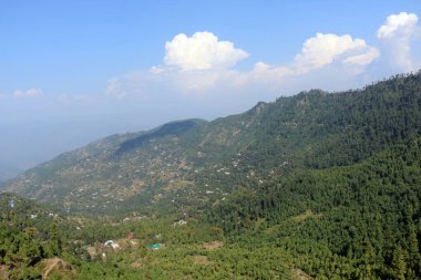 Bereketli Yeşil Çam Ağaçları Ormanı ve güzel Patriata manzarası, Yeni Murree, Punjab, Pakistan