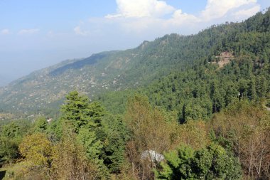 Bereketli Yeşil Çam Ağaçları Ormanı ve güzel Patriata manzarası, Yeni Murree, Punjab, Pakistan