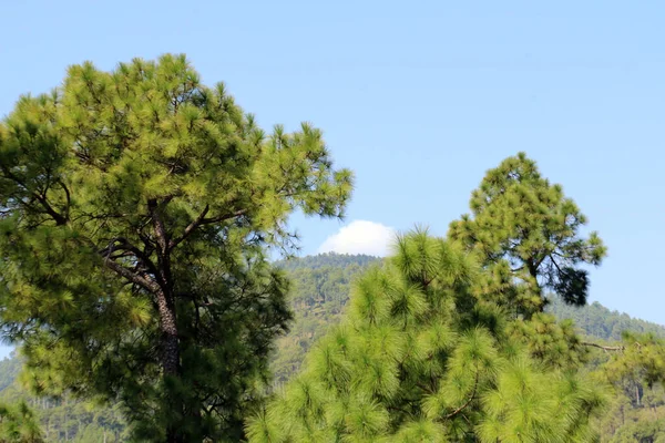 Lush Green Pine Trees Forest Bellissimo Paesaggio Patriata New Murree — Foto Stock