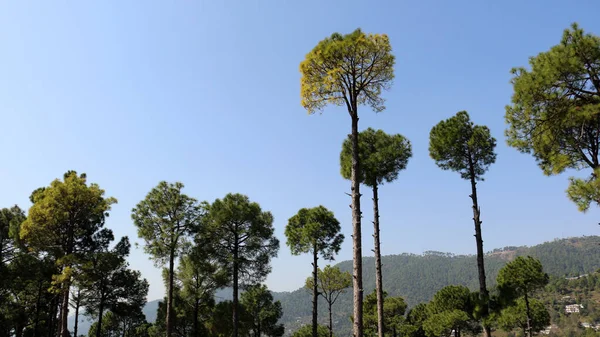 Lush Green Pine Trees Forest Bellissimo Paesaggio Patriata New Murree — Foto Stock