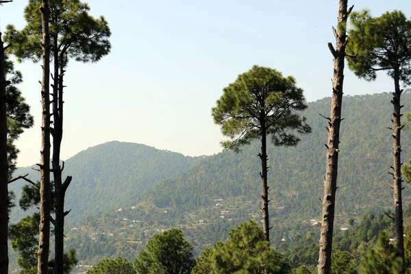 Gröna Tallskogar Och Vackra Landskap Patriata Nya Murree Punjab Pakistan — Stockfoto