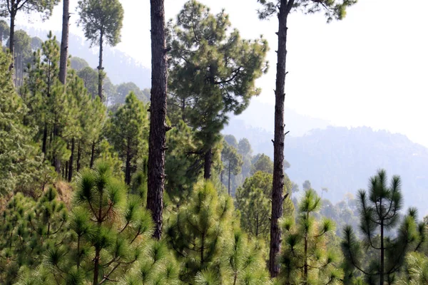 Lush Green Pine Trees Forest Bellissimo Paesaggio Patriata New Murree — Foto Stock