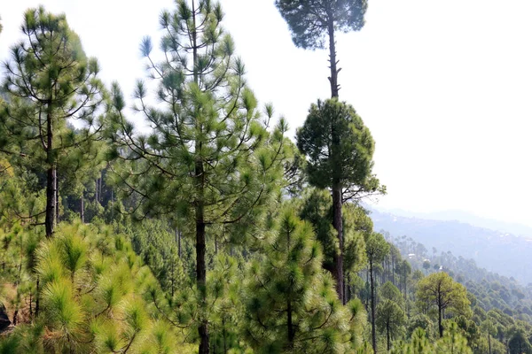 Les Bujné Zelené Borovice Krásná Krajina Patriata New Murree Paňdžáb — Stock fotografie