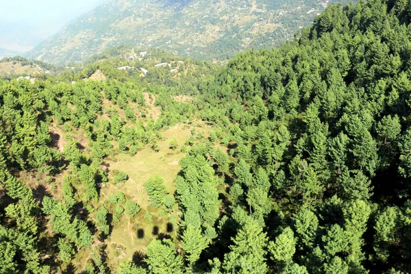 Lush Green Pine Trees Forest Beautiful Landscape Patriata New Murree — Stock Photo, Image