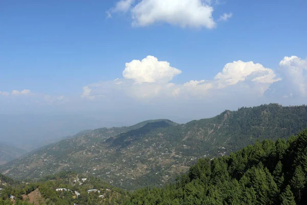 Bosque Exuberantes Pinos Verdes Hermoso Paisaje Patriata New Murree Punjab — Foto de Stock