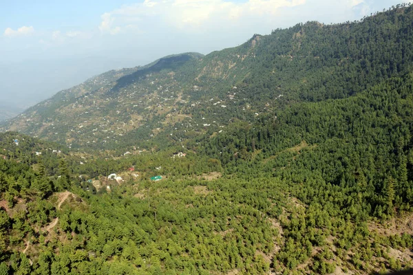 Пышные Зеленые Сосновые Леса Красивые Пейзажи Фазаты Нью Мурри Пенджаб — стоковое фото