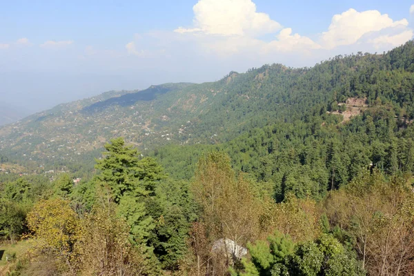 Bosque Exuberantes Pinos Verdes Hermoso Paisaje Patriata New Murree Punjab —  Fotos de Stock