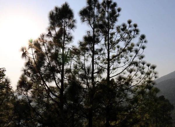 Lush Green Pine Trees Forest Bellissimo Paesaggio Patriata New Murree — Foto Stock