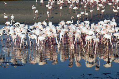 Karayip pembe flamingosu Ras al Khor Vahşi Yaşam Sığınağı 'nda, Dubai' de bir sulak arazi rezervi, Birleşik Arap Emirlikleri,
