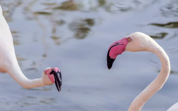 Karibik Růžový Flamingo Ras Khor Wildlife Sanctuary Mokřady Rezervace Dubaji — Stock fotografie