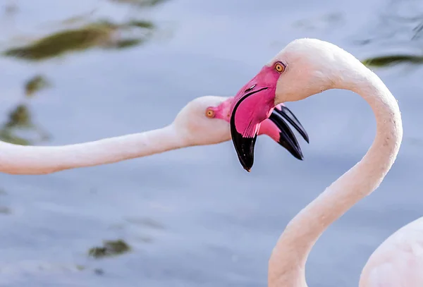 Caribbean Pink Flamingo Ras Khor Wildlife Sanctuary Een Wetland Reservaat — Stockfoto