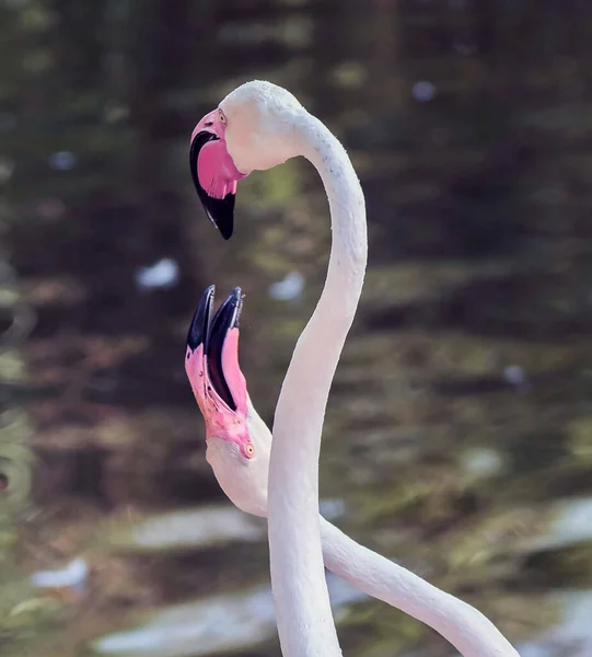 カリブ海のピンクフラミンゴラアス コル野生動物保護区 ドバイ アラブ首長国連邦の湿地保護区 — ストック写真