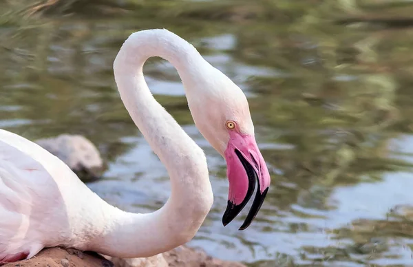 Caribbean Pink Flamingo Ras Khor Wildlife Sanctuary Ένα Καταφύγιο Υγροτόπων — Φωτογραφία Αρχείου
