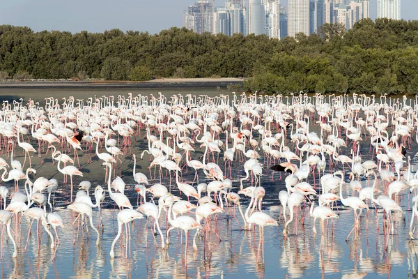 Karayip pembe flamingosu Ras al Khor Vahşi Yaşam Sığınağı 'nda, Dubai' de bir sulak arazi rezervi, Birleşik Arap Emirlikleri,