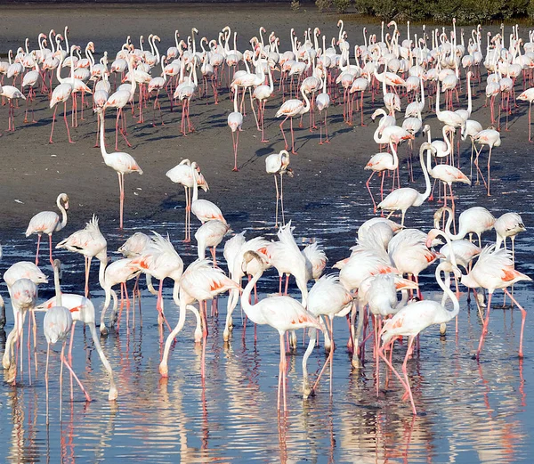 Flamingo Rosa Caribenho Ras Khor Wildlife Sanctuary Uma Reserva Zonas — Fotografia de Stock