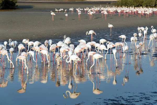 Flamingo Rosa Caribenho Ras Khor Wildlife Sanctuary Uma Reserva Zonas — Fotografia de Stock
