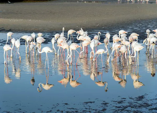 Flamingo Rosa Caribenho Ras Khor Wildlife Sanctuary Uma Reserva Zonas — Fotografia de Stock