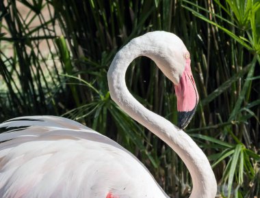 Karayip pembe flamingosu Ras al Khor Vahşi Yaşam Sığınağı 'nda, Dubai' de bir sulak arazi rezervi, Birleşik Arap Emirlikleri,