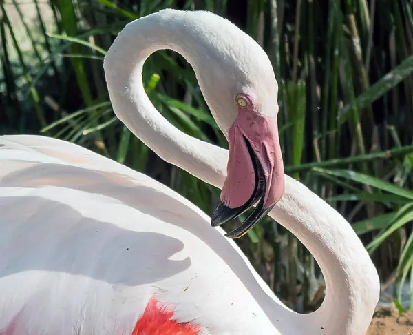 Flamingo Rosa Caribenho Ras Khor Wildlife Sanctuary Uma Reserva Zonas — Fotografia de Stock