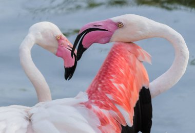 Karayip pembe flamingosu Ras al Khor Vahşi Yaşam Sığınağı 'nda, Dubai' de bir sulak arazi rezervi, Birleşik Arap Emirlikleri,
