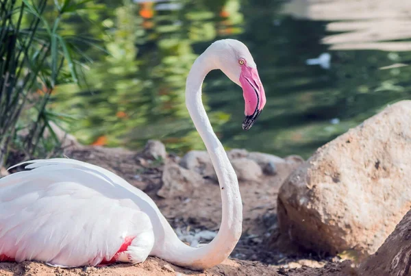 Карибський Рожевий Фламінго Ras Khor Wildlife Sanctuary Заболочений Заповідник Дубаї — стокове фото