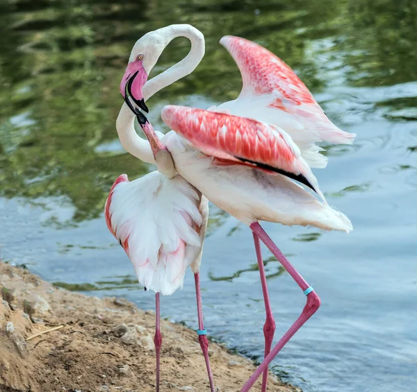 Flamingo Rosa Caribenho Ras Khor Wildlife Sanctuary Uma Reserva Zonas — Fotografia de Stock