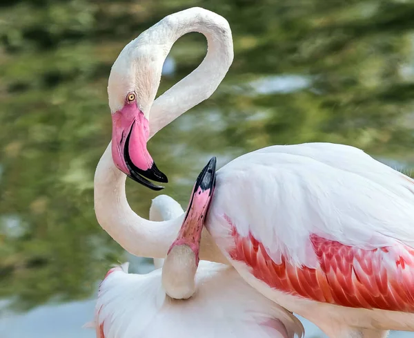 Caribbean Pink Flamingo Ras Khor Wildlife Sanctuary Een Wetland Reservaat — Stockfoto