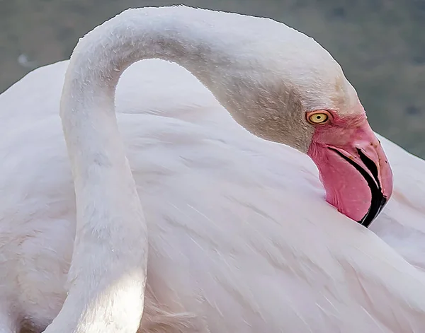 Flamingo Rosa Caribenho Ras Khor Wildlife Sanctuary Uma Reserva Zonas — Fotografia de Stock