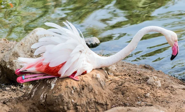Карибський Рожевий Фламінго Ras Khor Wildlife Sanctuary Заболочений Заповідник Дубаї — стокове фото