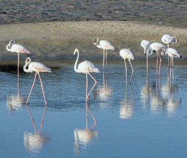 Karayip pembe flamingosu Ras al Khor Vahşi Yaşam Sığınağı 'nda, Dubai' de bir sulak arazi rezervi, Birleşik Arap Emirlikleri,