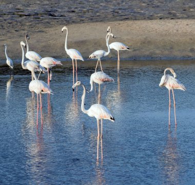 Karayip pembe flamingosu Ras al Khor Vahşi Yaşam Sığınağı 'nda, Dubai' de bir sulak arazi rezervi, Birleşik Arap Emirlikleri,